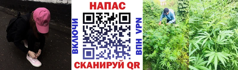 Конопля MAZAR Таштагол